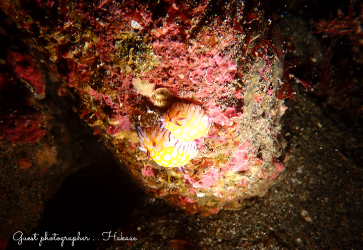 Namidea Yokohama サメ三昧！