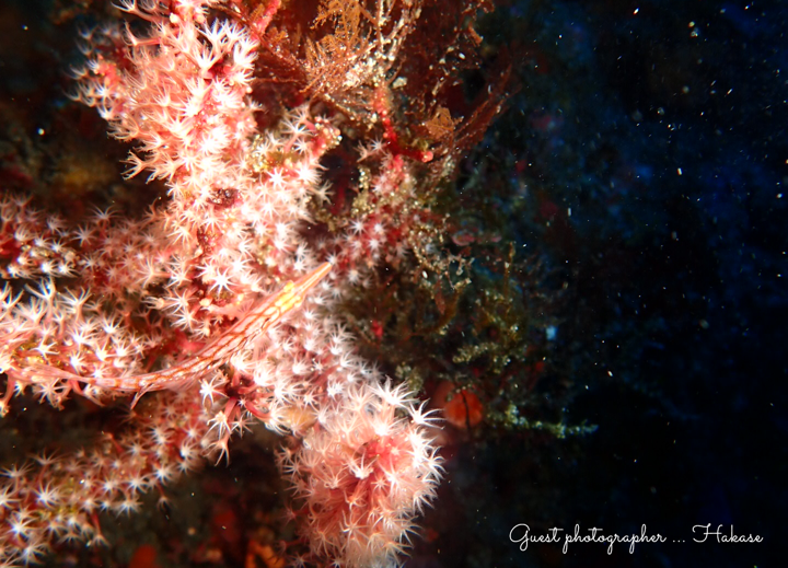 Namidea Yokohama サメ三昧！