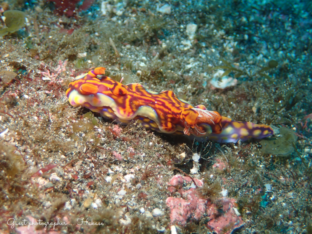 Namidea Yokohama サメ三昧！