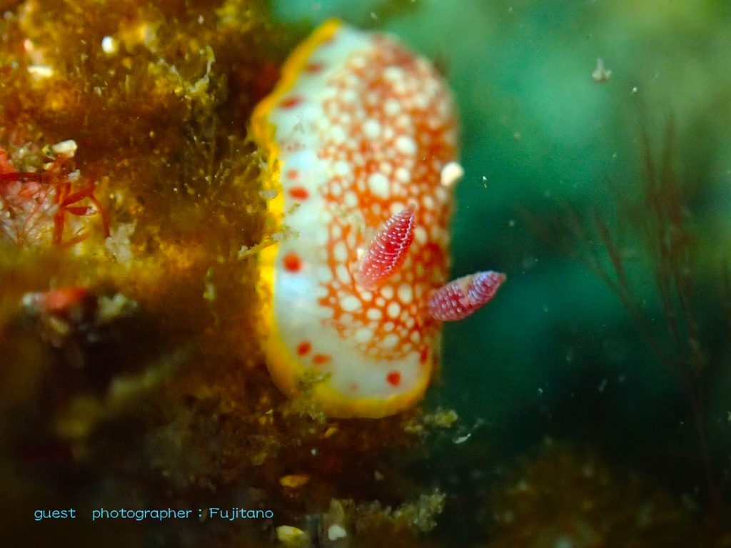 かわいいサイズのサラサウミウシがたくさん!