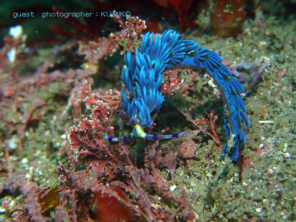 ナミディア平日リクエストツアーin福浦　ムカデミノウミウシが大量です！