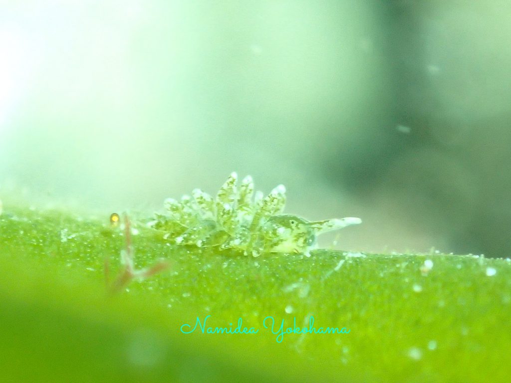 と〜く見るとたくさん発見できるミドリアマモウミウシ