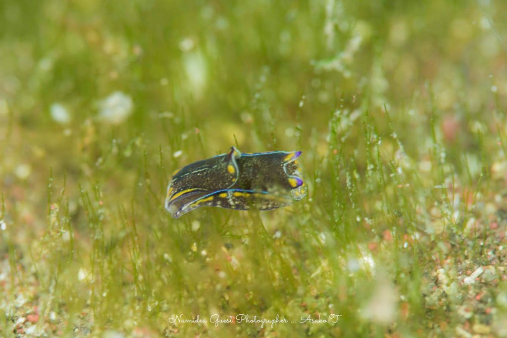 オオアリモウミウシだけでなくカノコキセワタもムックはたくさんみつけてきました！