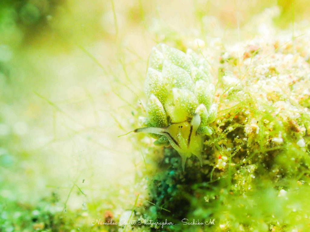 一眼レフよりコンデジなのかも…１