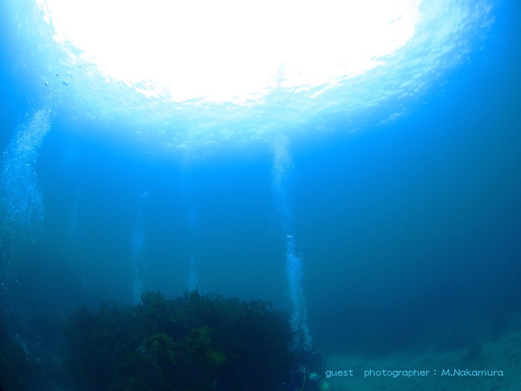菖蒲沢ビーチは海中林とヒカリのカーテンが幻想的です！