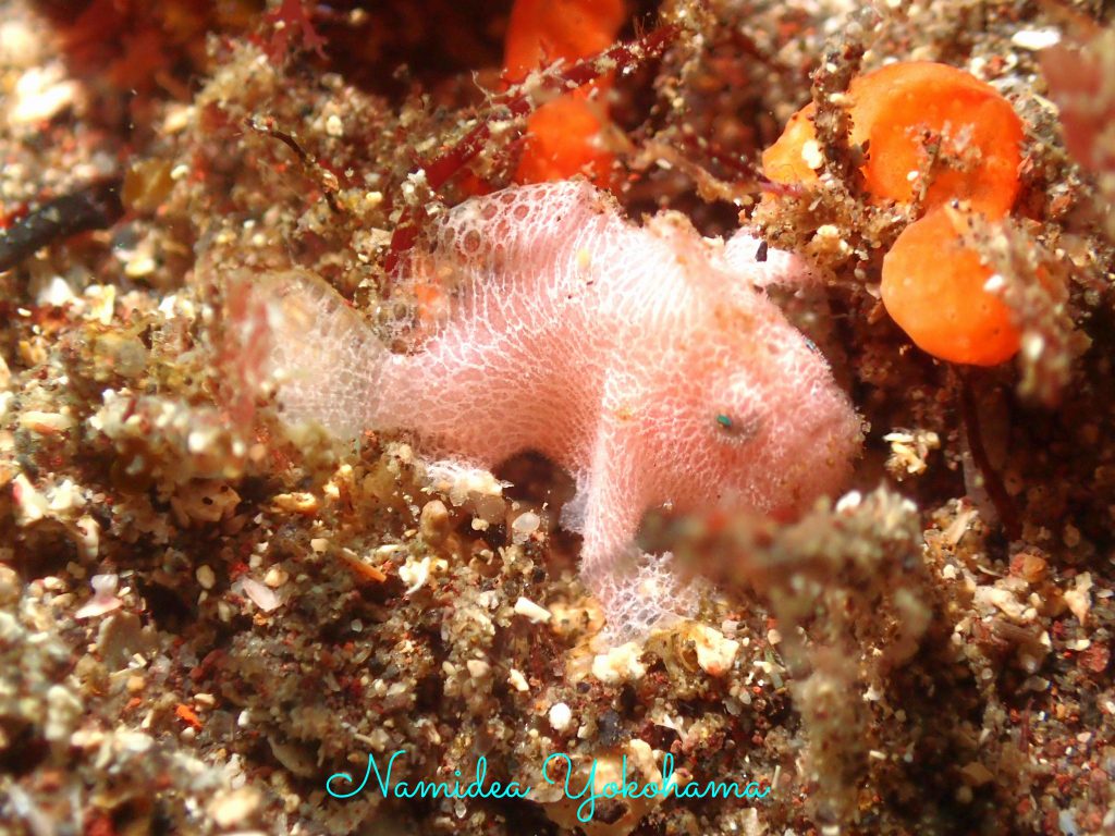 Namidea 平日女子会ツアー!