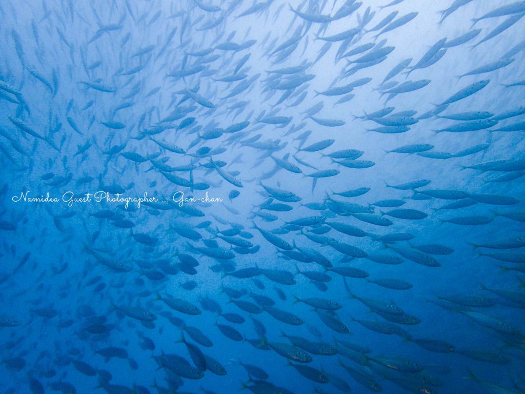 Namidea 平日須江ツアー!