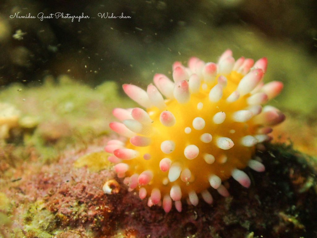 Namidea 平日須江ツアー!