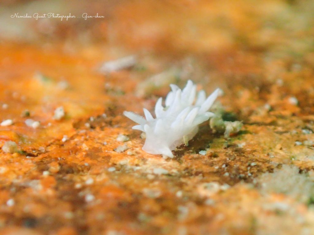 Namidea 平日須江ツアー!