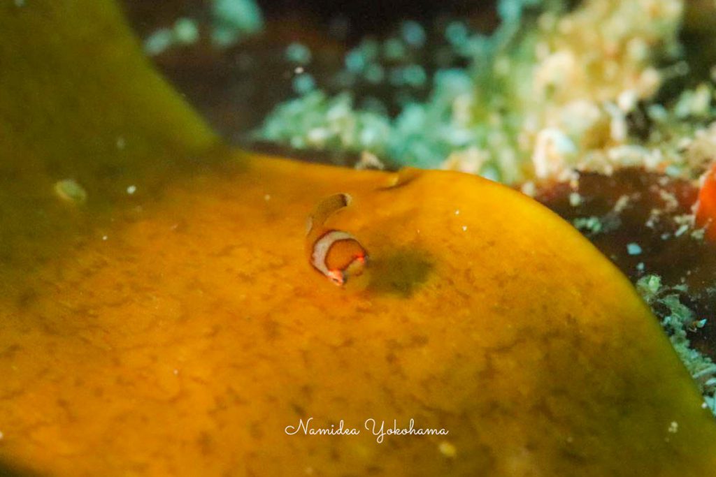 Namidea Yokohama 南伊豆ツアー!