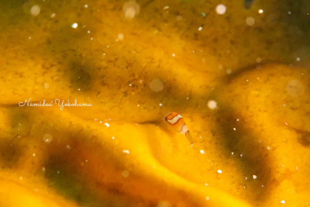 Namidea Yokohama 南伊豆ツアー!