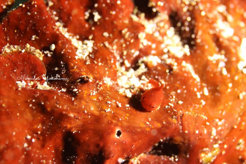 Namidea Yokohama 南伊豆ツアー!