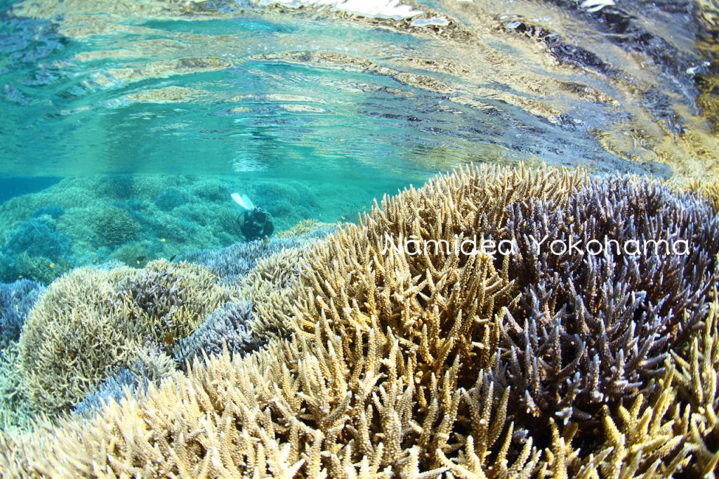 西表島のサンゴ　３月５日はサンゴの日