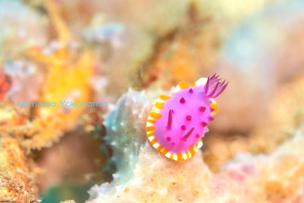 初めて見たスミレウミウシ！とっても綺麗なウミウシ！