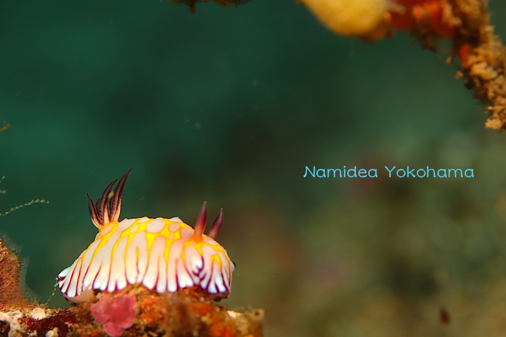 ボブサンウミウシは絶妙な角度にいて撮るのが大変!