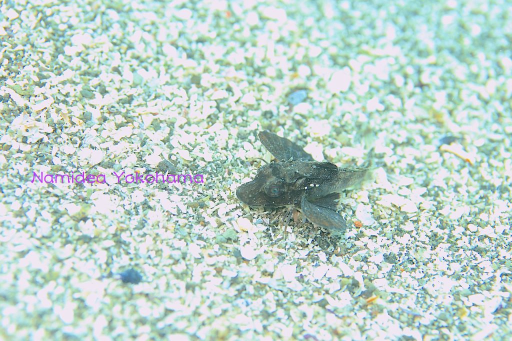 ホウボウの幼魚を見つけるのは上手になってきました!