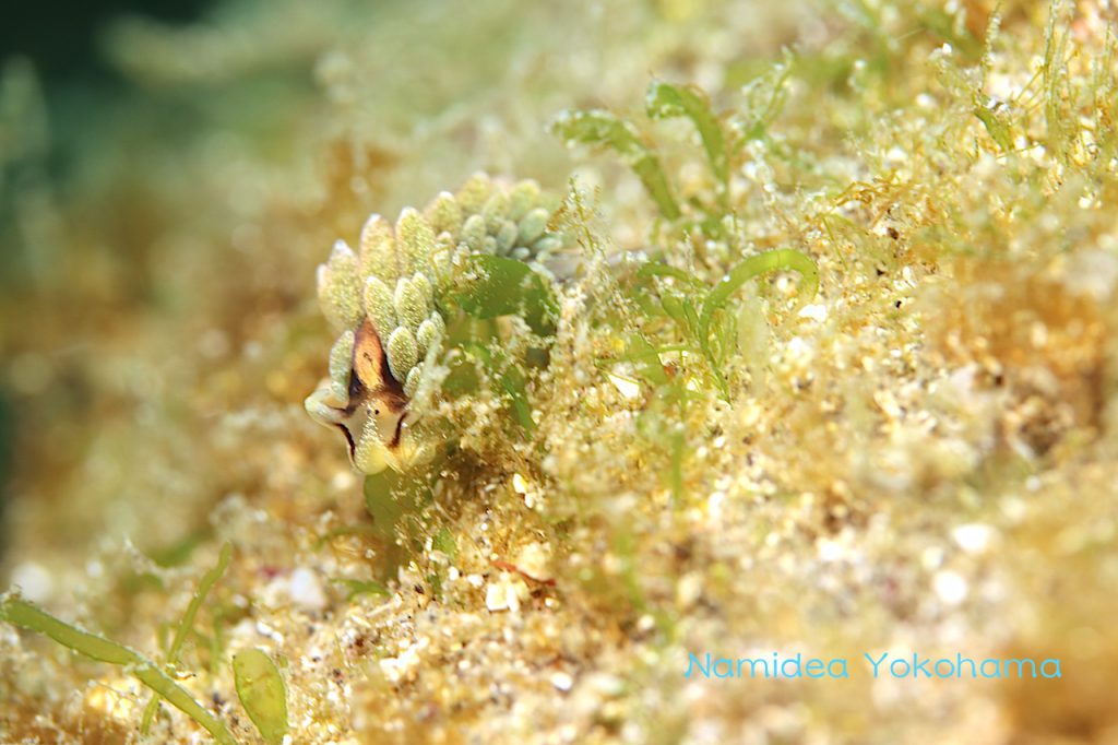 念願のオオアリモウミウシ!!城ヶ島で会えました!