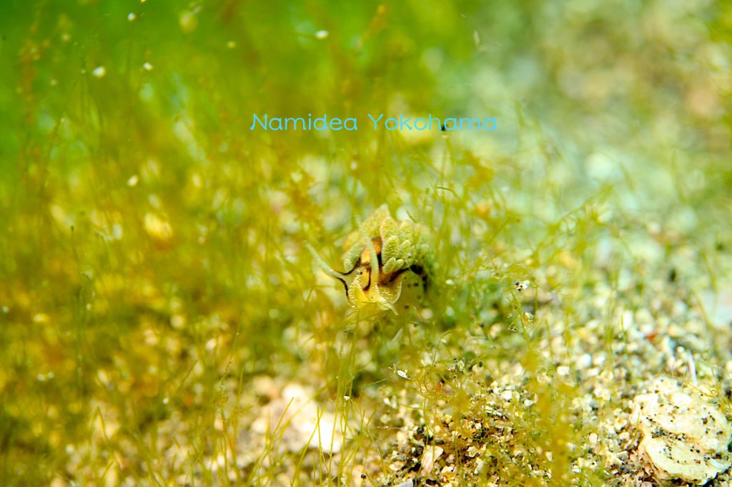 休日ダイビングは城ヶ島へ!粘りに粘ってもうまく撮れず…