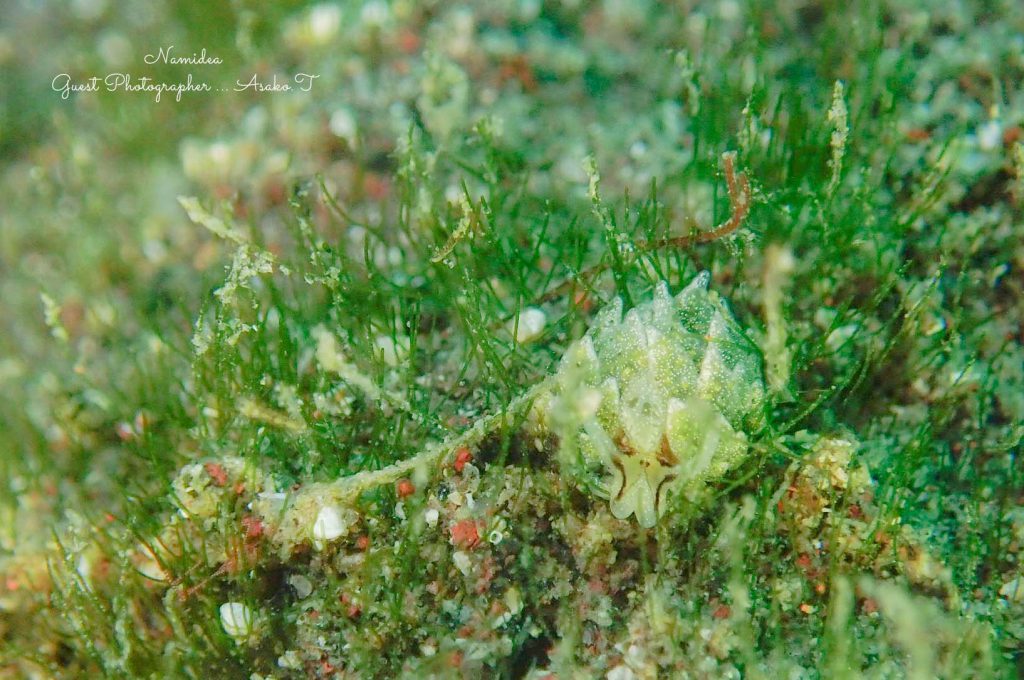 Namidea 平日一眼レフツアー!