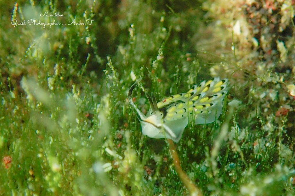 Namidea 平日一眼レフツアー!