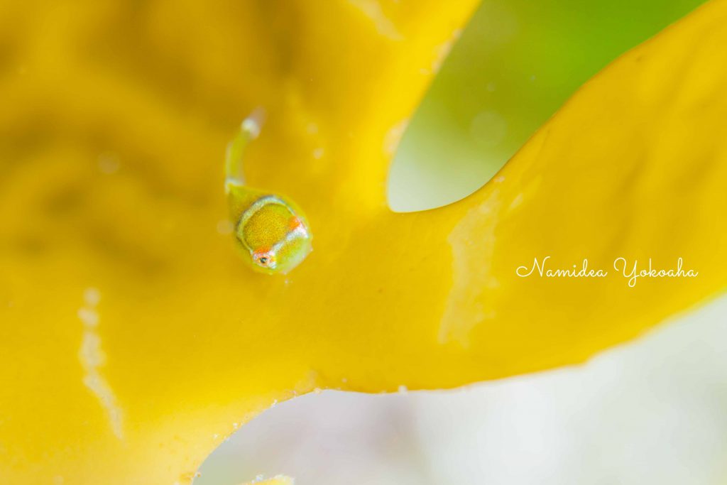 Namidea Yokohama ダンゴ探索！