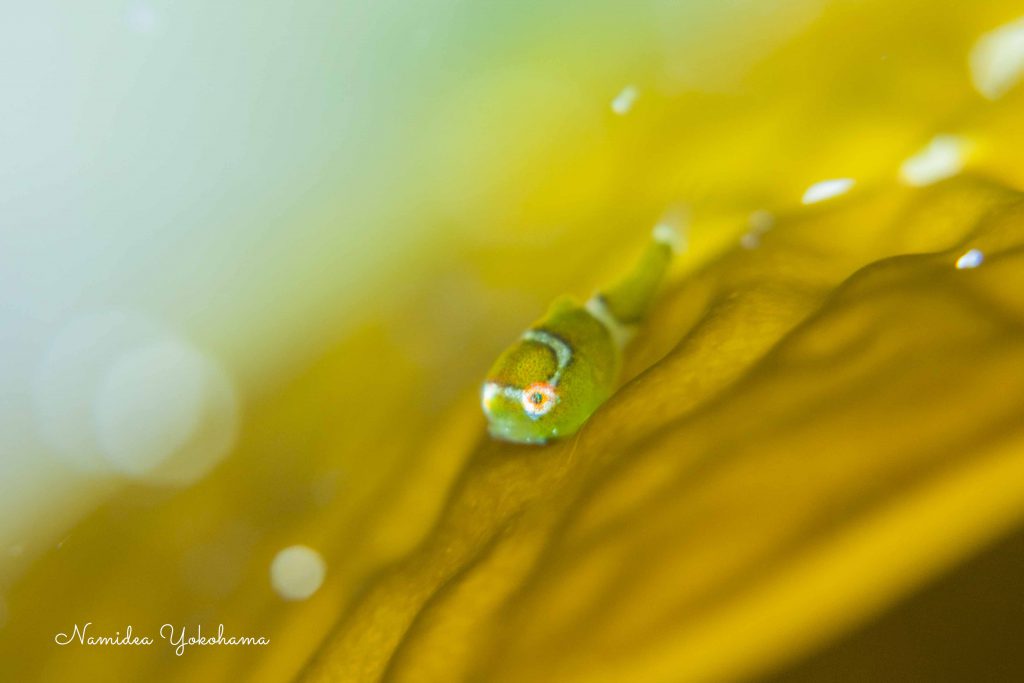 Namidea Yokohama ダンゴ探索！