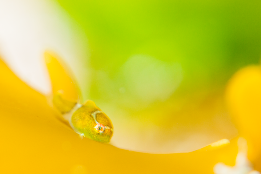 春のアイドルダンゴウオ