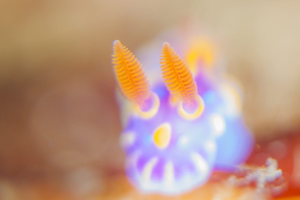 ウミウシシーズン到来！