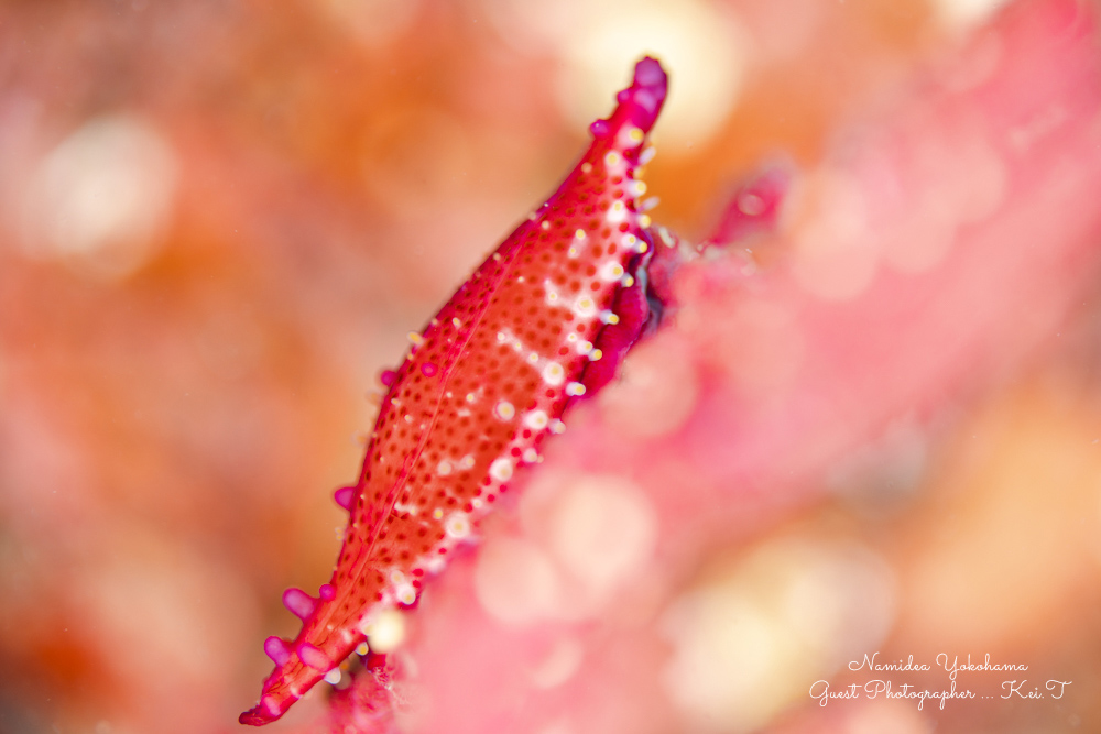 Namidea 石橋マクロツアー!