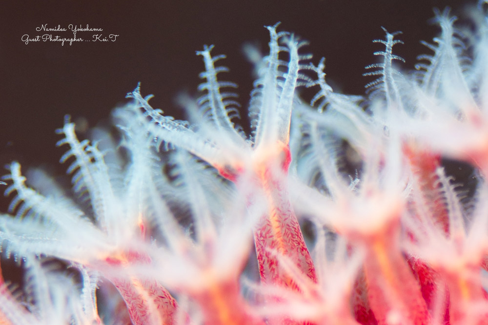 Namidea 石橋マクロツアー!