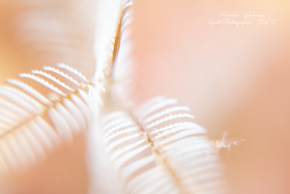 Namidea 石橋マクロツアー!