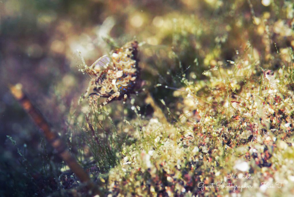 Namidea 平日一眼レフツアー!