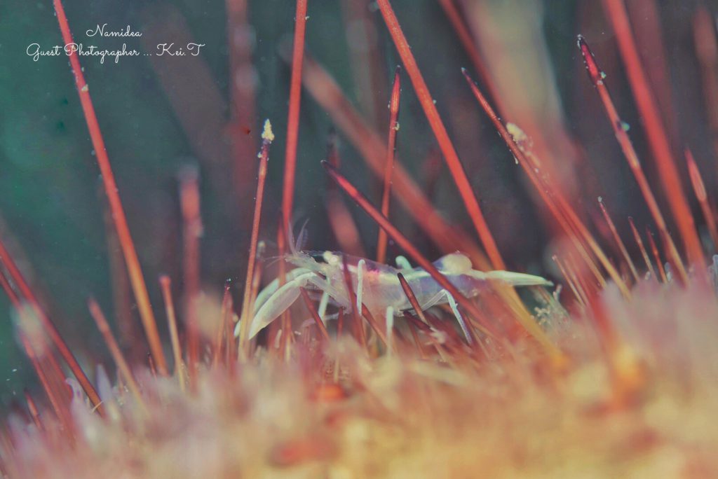 Namidea 平日一眼レフツアー!