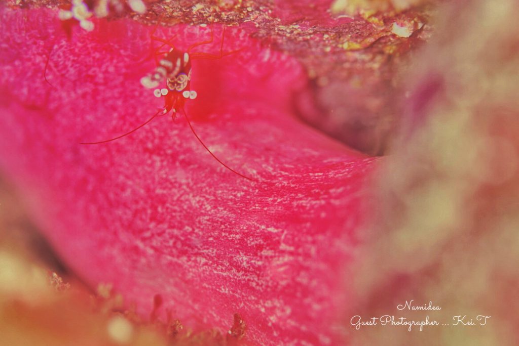 Namidea 平日一眼レフツアー!