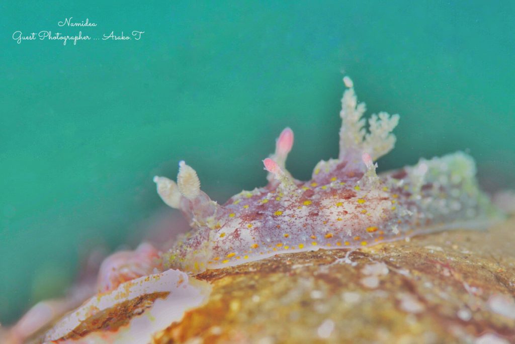 Namidea 平日一眼レフツアー!