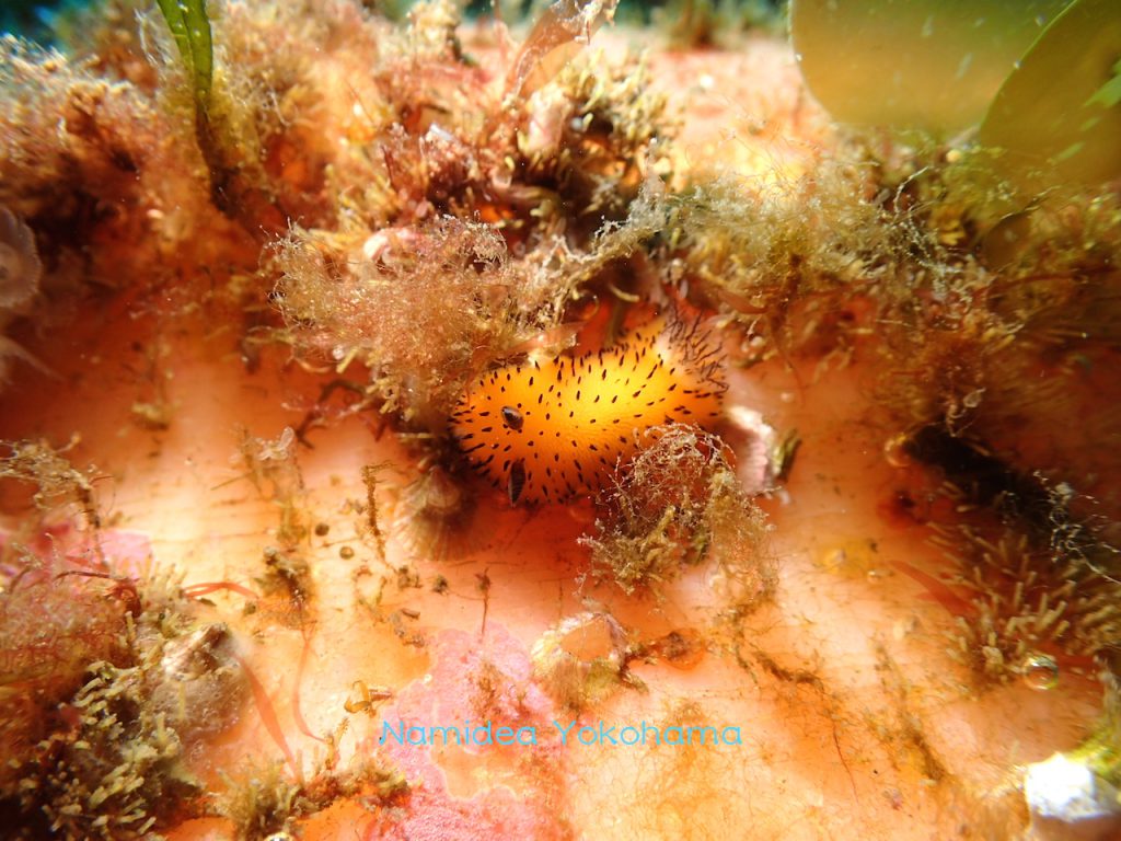 ゴマフビロードウミウシは平沢にひっそりといました!