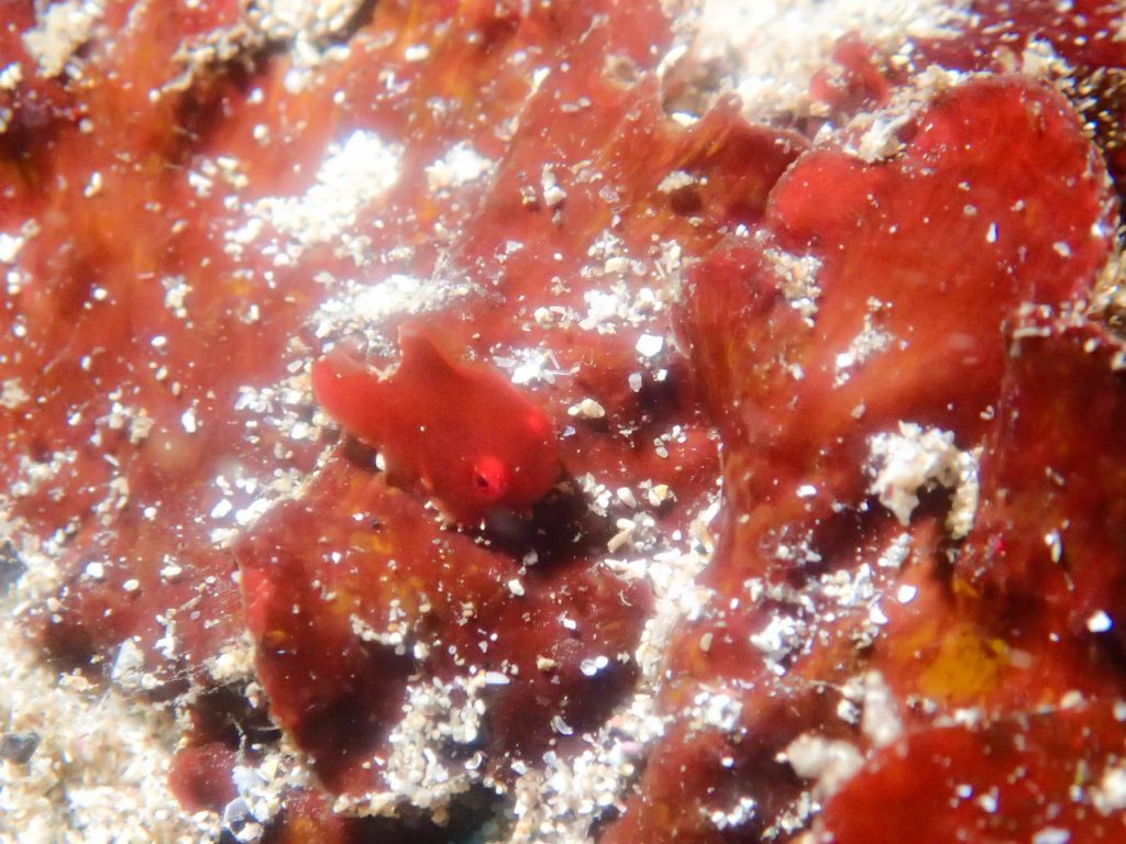 Namidea Yokohama 須崎ダンゴウオツアー!