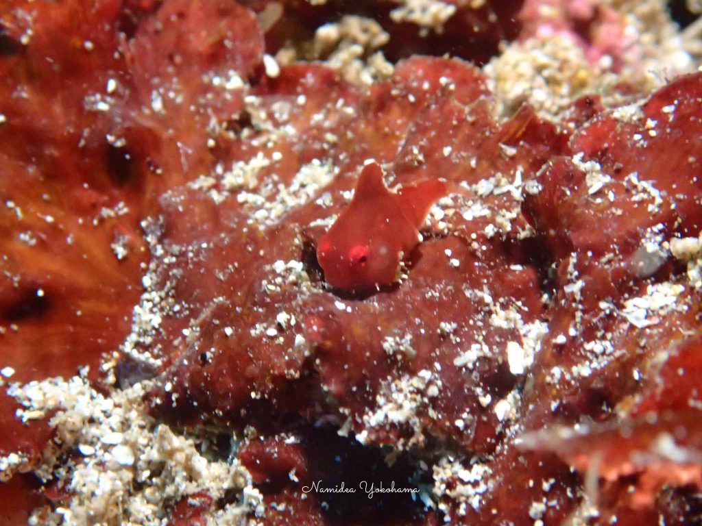 Namidea Yokohama 南伊豆ツアー&体験ダイビング！