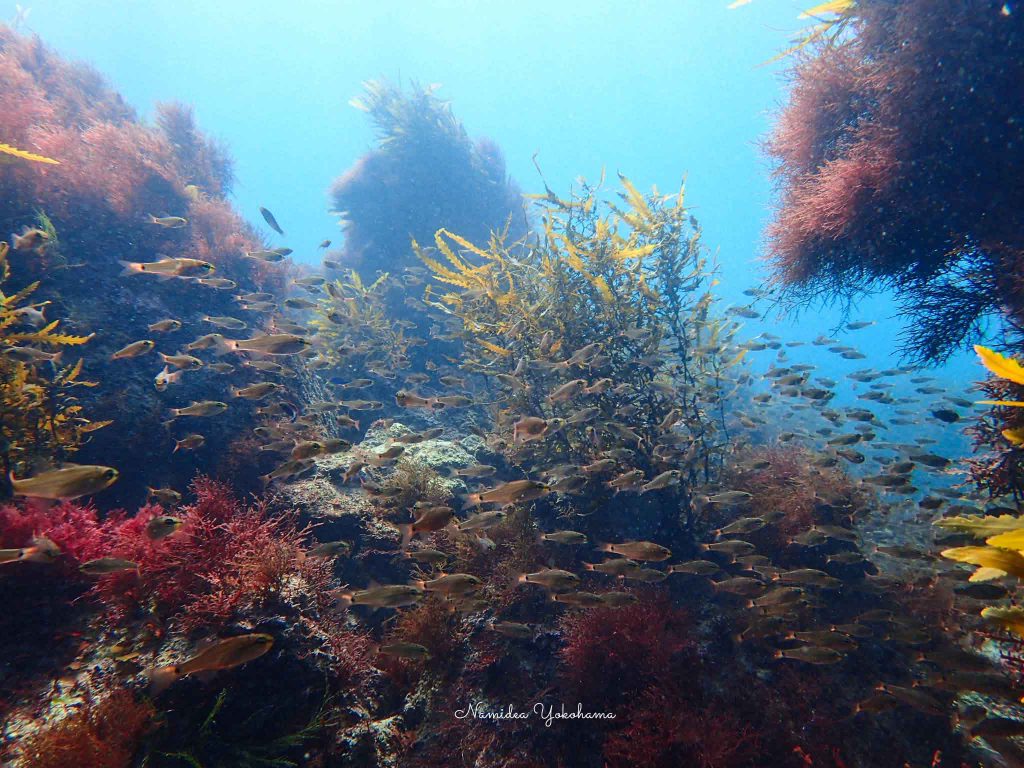 Namidea Yokohama 南伊豆ツアー&体験ダイビング！