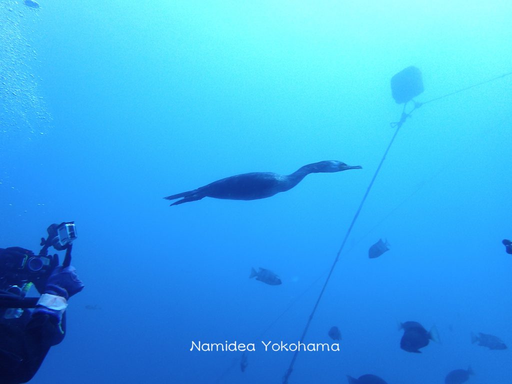 Namidea Yokohama房総半島伊戸ツアー!ウミウが水中にダイブ!