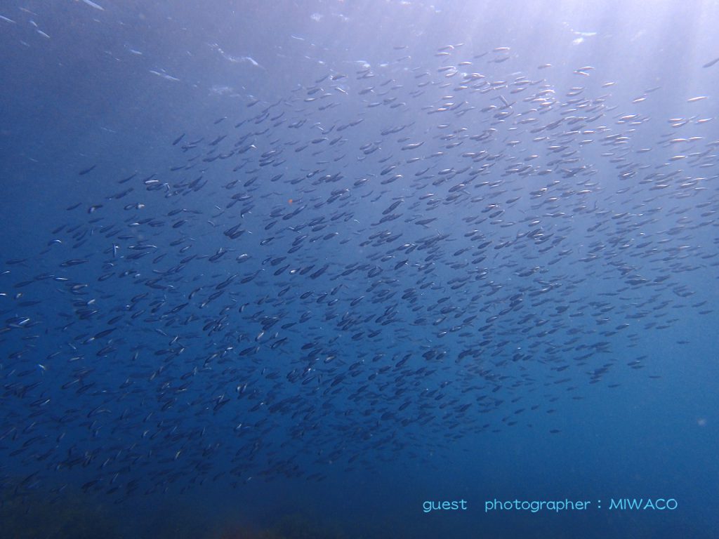 浅場の光のカーテンの下を泳ぎまわる稚魚の群れ!