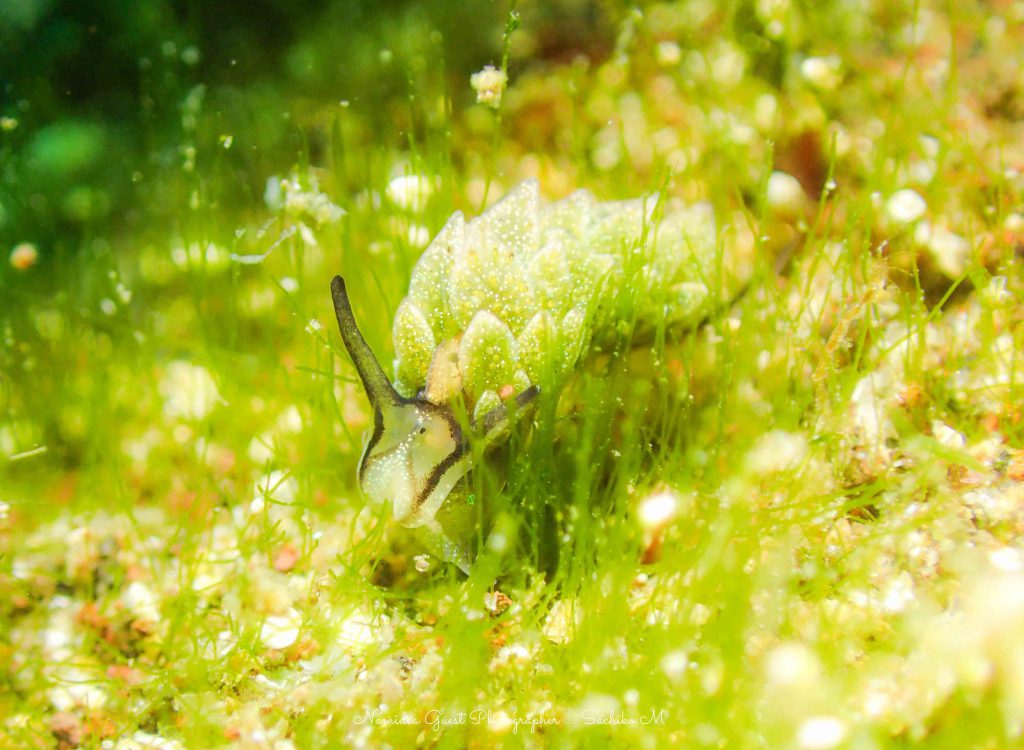 一眼レフよりコンデジなのかも…２