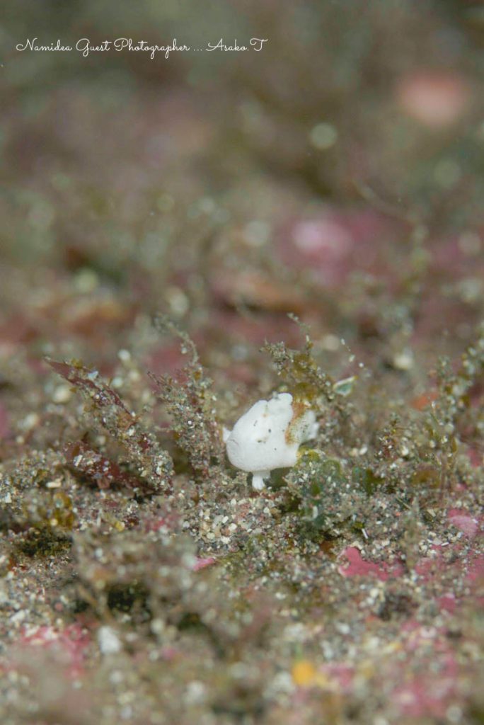 ムックが撮ってくれたとっても小さい白いカエルアンコウ