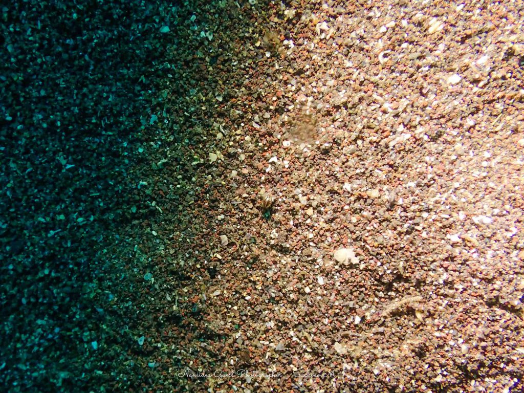 Namideaリクエストツアー　井田でみてきたホテイヨコエビ