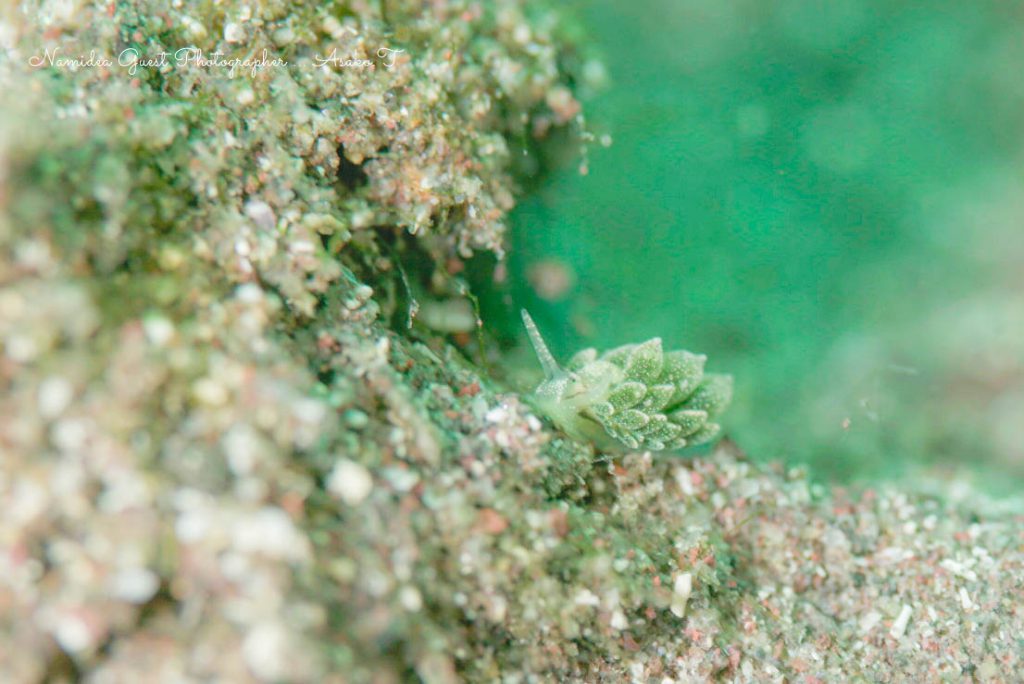 井田のオオアリモウミウシはたくさんいたけどかわいかった（ムック写真）