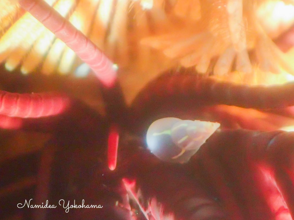 ナミディア伊豆北川ツアー 少しマニアックなオオウミウシダトウマキクリムシ