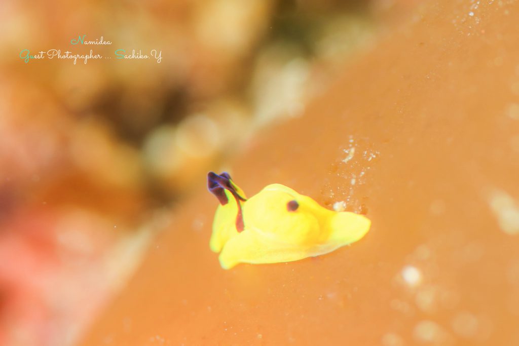 Namidea Yokohama 平日ウミウシパラダイス
