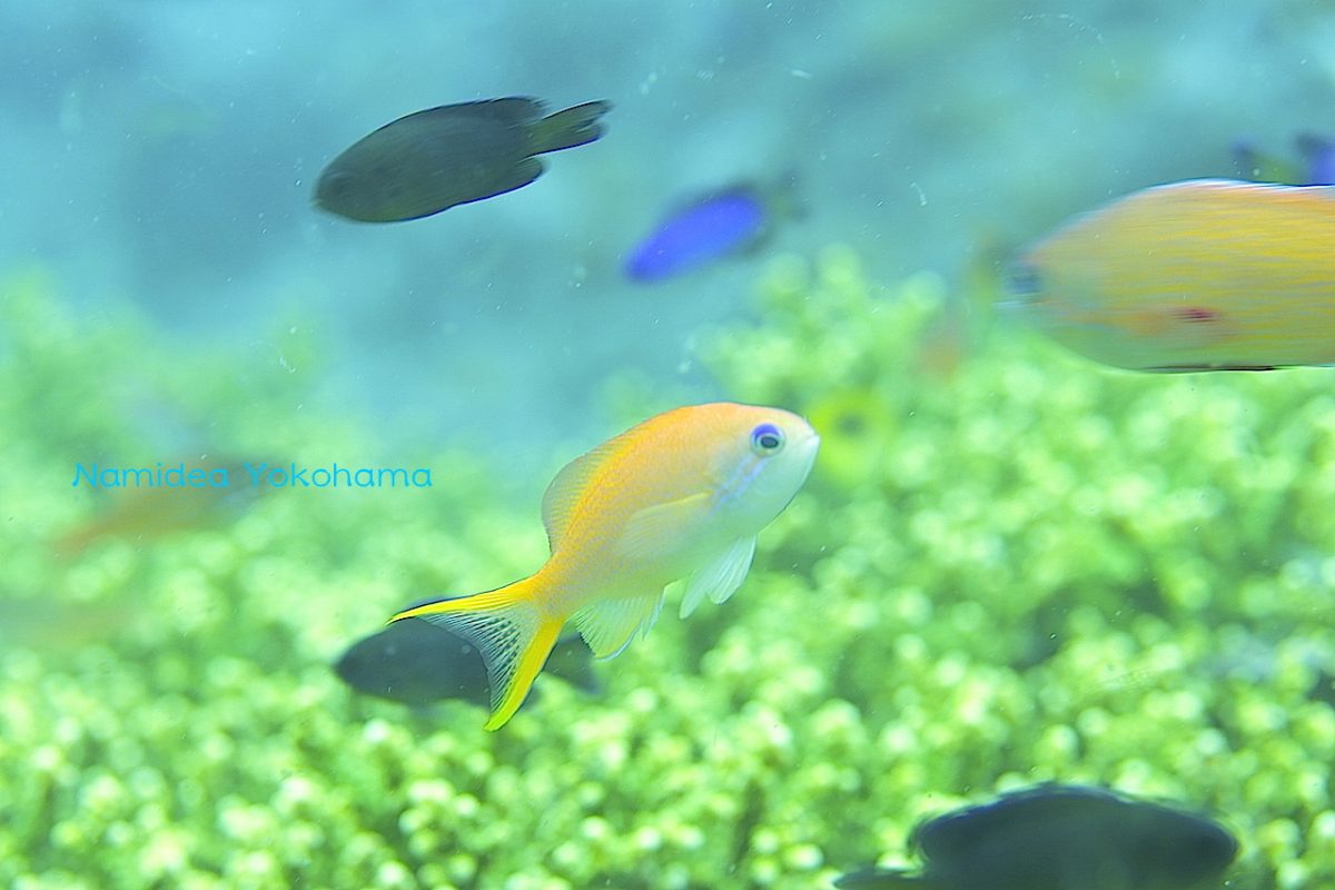 namidea yokohama キンギョハナダイ