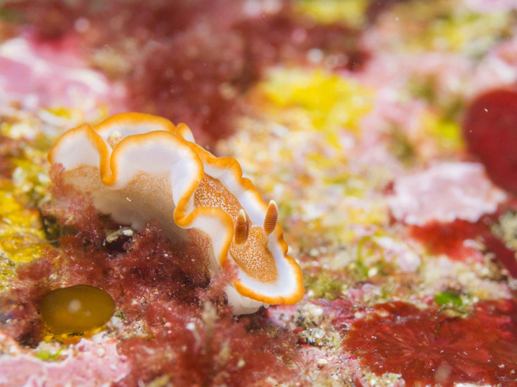 Namidea Yokohama 平日ウミウシパラダイス