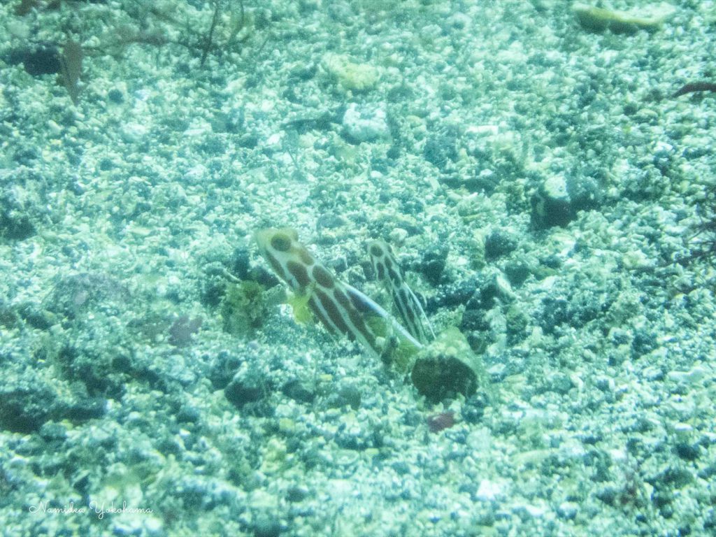 Namidea 大島生活2日目!